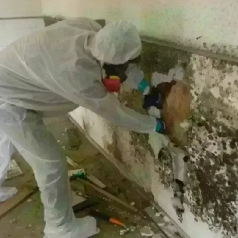 Mold Remediation and Removal in Montcalm County, MI